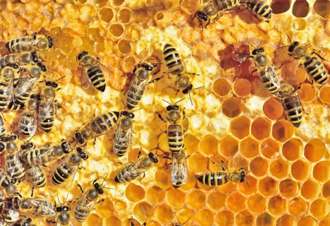 European Honey Bees (Apis mellifera var. carnica) on honeycomb with fresh honey in cells