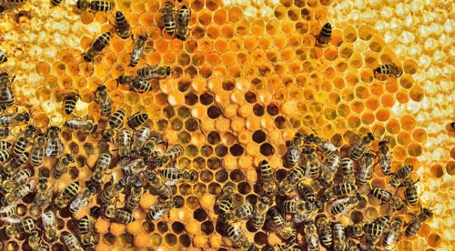 European Honey Bees