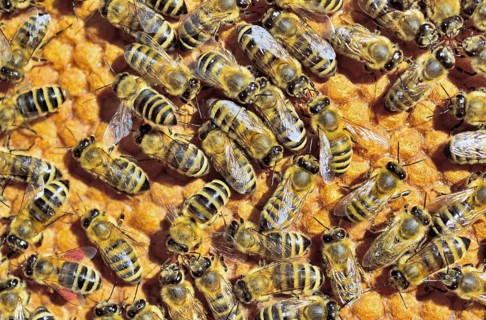 European Honey Bees (Apis mellifera var. carnica) on honeycomb with capped brood cells