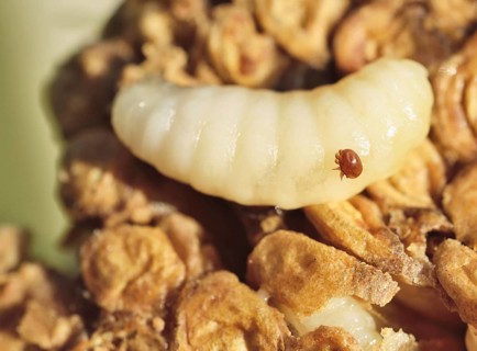 Open brood comb with parasitic bee mite (Varroa sp.) on European honey bee (Apis mellifera) drone larva