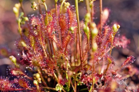 Sundew (Drosera intermedia) with panicles