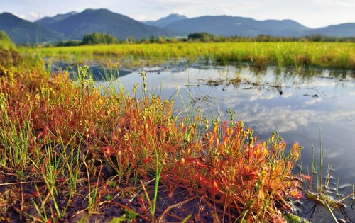 Sundew (Drosera intermedia) by a moor pond