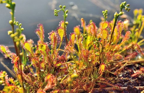 Sundew (Drosera intermedia) with panicles
