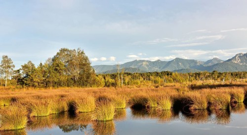 Bog pond with lakeshore bulrushes (Schoenoplectus lacustris)