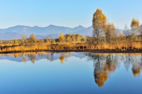 Moorland pond with birches (Betula pubescens) in autumn