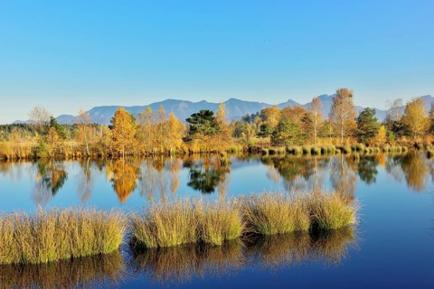 Bog pond with lakeshore bulrushes (Schoenoplectus lacustris)