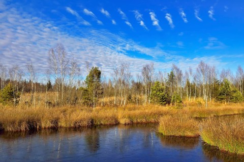 Waterlogged peat mining site with lakeshore bulrushes (Schoenoplectus lacustris)