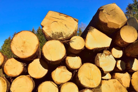 Stacked logs