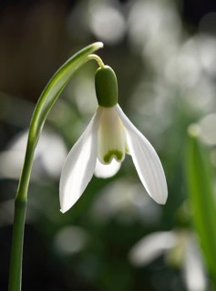Snowdrop (Galanthus nivalis)