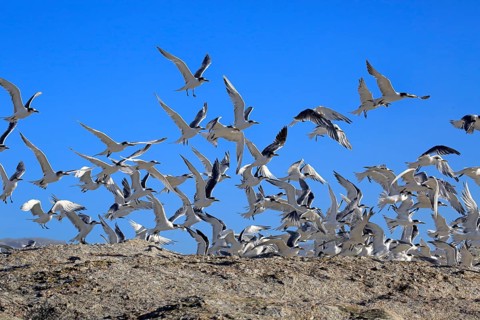 Greater Crested Terns (Thalasseus bergii)