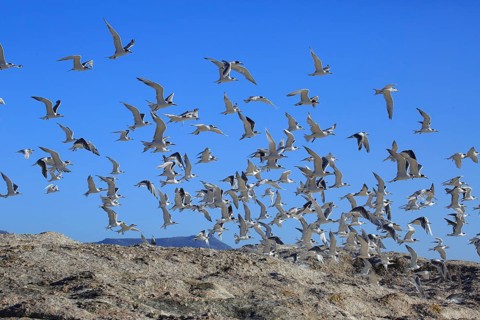 Greater Crested Terns (Thalasseus bergii)