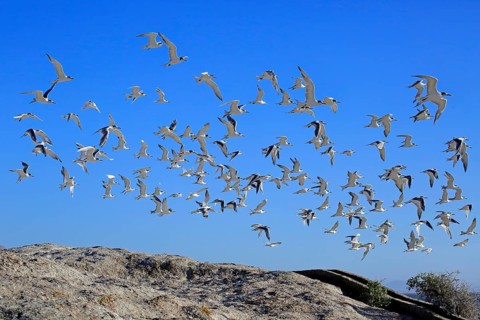 Greater Crested Terns (Thalasseus bergii)
