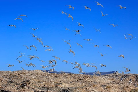 Greater Crested Terns (Thalasseus bergii)
