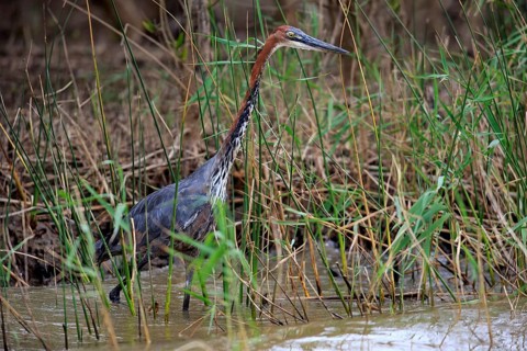 Goliath Heron (Ardea goliath)