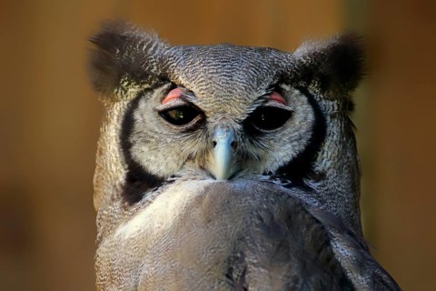 Verreaux's Eagle-Owl (Bubo lacteus)