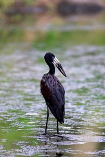 African Openbill (Anastomus lamelligerus)