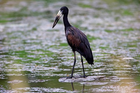 African Openbill (Anastomus lamelligerus)