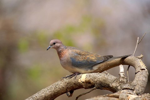 Laughing dove (Streptopelia senegalensis)