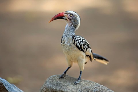 Northern Red-billed Hornbill (Tockus erythrorhynchus)