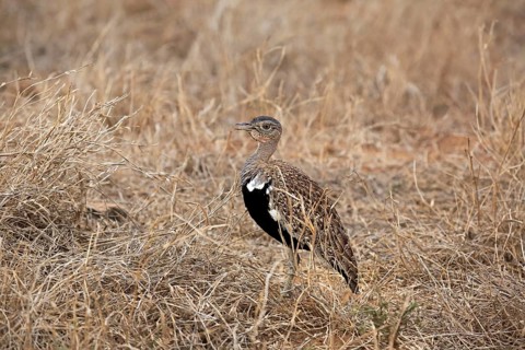 Black-bellied Bustard (Lissotis melanogaster)