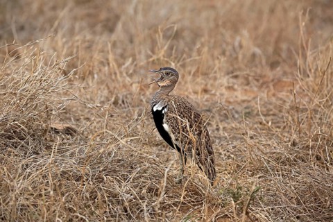 Black-bellied Bustard (Lissotis melanogaster)