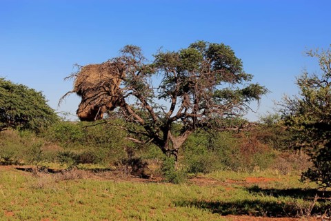 Sociable weaver (Philetairus socius) nest in a tree