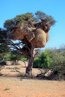 Sociable weaver (Philetairus socius) nest in a tree