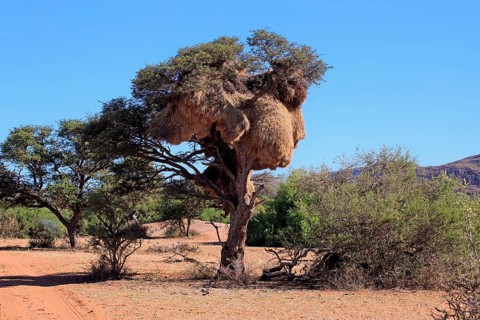 Sociable weaver (Philetairus socius) nest in a tree