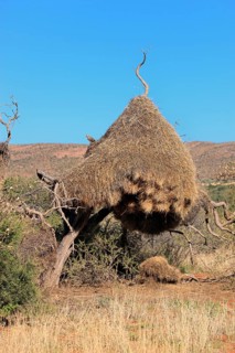 Sociable weaver (Philetairus socius)