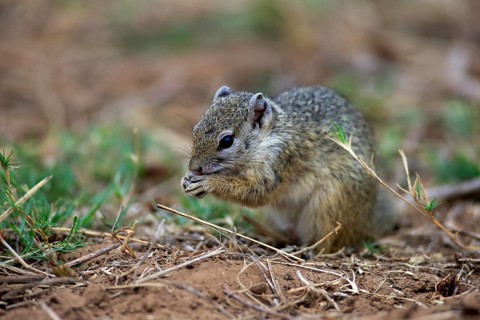 Smith's Bush Squirrel (Paraxerus cepapi)