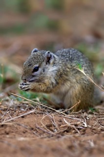 Smith's Bush Squirrel (Paraxerus cepapi)
