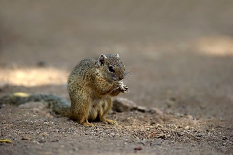 Smith's Bush Squirrel (Paraxerus cepapi)