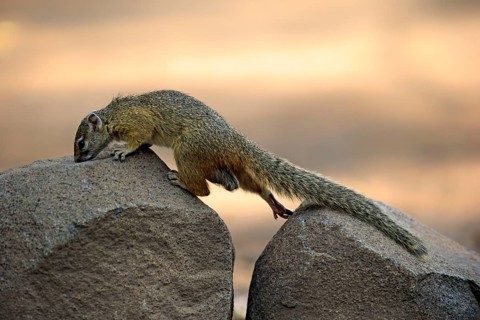 Smith's Bush Squirrel (Paraxerus cepapi)