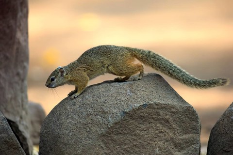 Smith's Bush Squirrel (Paraxerus cepapi)