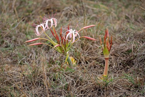 Flowering South African Crinum Lily (Crinum buphanoides)