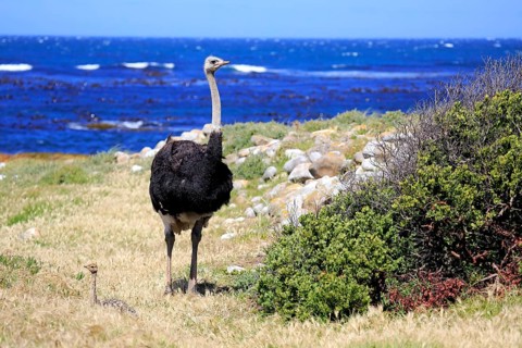 South African Ostrich (Struthio camelus australis)