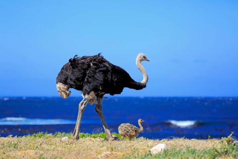 South African Ostrich (Struthio camelus australis)