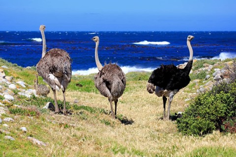 South African Ostrich (Struthio camelus australis)