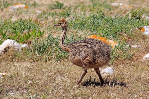 South African Ostrich (Struthio camelus australis)