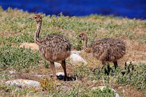 South African Ostrich (Struthio camelus australis)