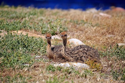 South African Ostrich (Struthio camelus australis)