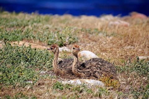 South African Ostrich (Struthio camelus australis)