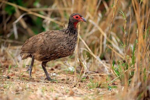 Swainson's Frankolin (Francolinus swainsonii)