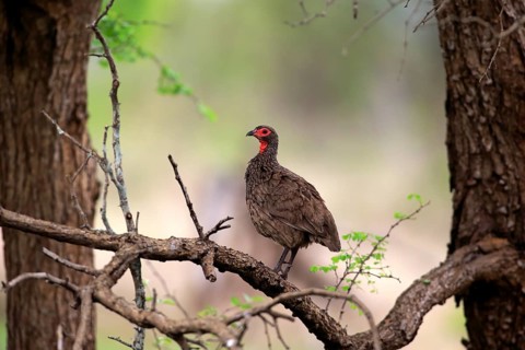 Swainson's Frankolin (Francolinus swainsonii)
