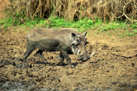 Warthog (Phacochoerus aethiopicus)