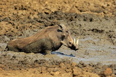 Warthog (Phacochoerus aethiopicus)