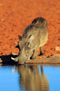 Warthog (Phacochoerus aethiopicus)