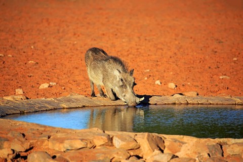 Warthog (Phacochoerus aethiopicus)
