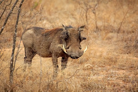 Warthog (Phacochoerus aethiopicus)