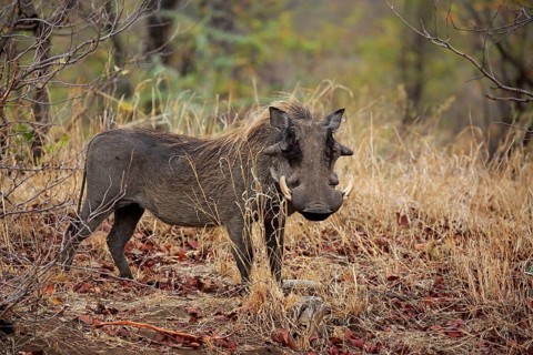Warthog (Phacochoerus aethiopicus)